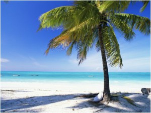 lee-frost-palm-tree-white-sandy-beach-and-indian-ocean-jambiani-island-of-zanzibar-tanzania-east-africa-n-2938913-0.jpg