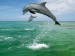 2-Bottlenose_Dolphins_Caribbean_Sea
