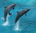 dolphins-2