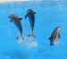 Dolphins_at_Loro_Parque_08v2