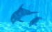 pictures-of-baby-dolphins-480