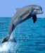dolphin1b
